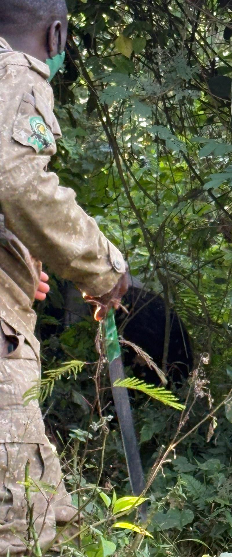 Bewaffneter Ranger bahnt sich seinen Weg durch dichtes Unterholz beim Gorilla Trekking im Bwindi — Foto: Mark Suer, 21. Januar 2026, GPS -0.9762°N, 29.6282°E