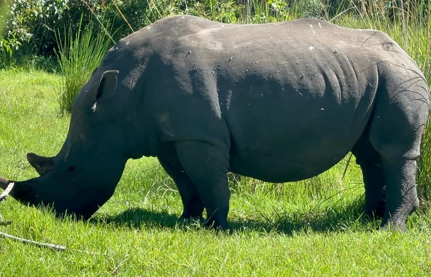White rhino grazing at Ziwa Rhino Sanctuary, Uganda — the only place in the country where you can see rhinos in the wild, October 2024, photo by Mark Suer