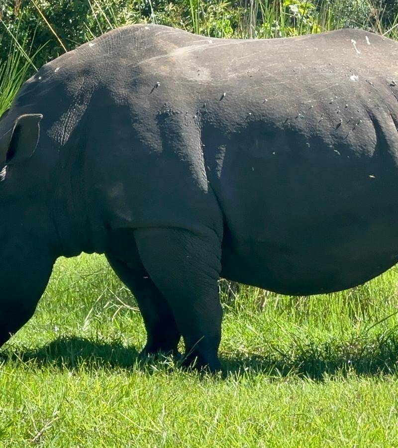 Nashorn grast friedlich im Ziwa Rhino Sanctuary Uganda