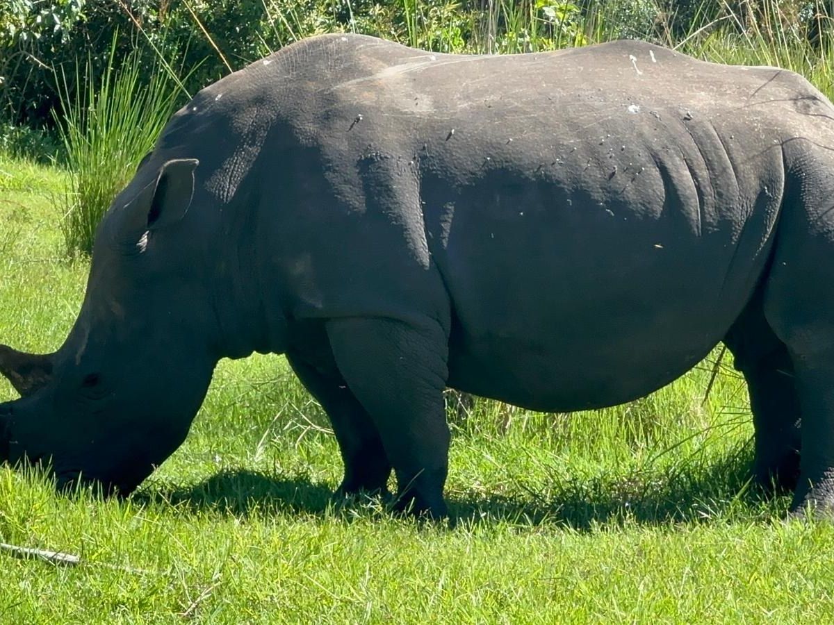White rhinoceros grazing at Ziwa Rhino Sanctuary, Uganda — photographed on location by Mark Suer