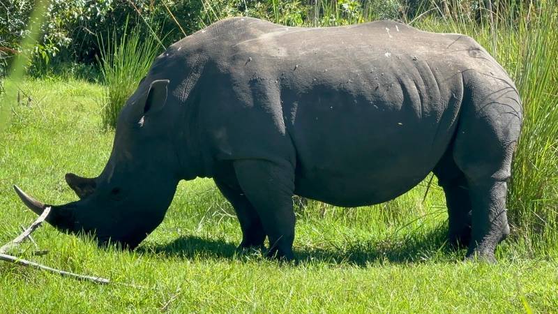 Nashorn grast friedlich im Ziwa Rhino Sanctuary Uganda