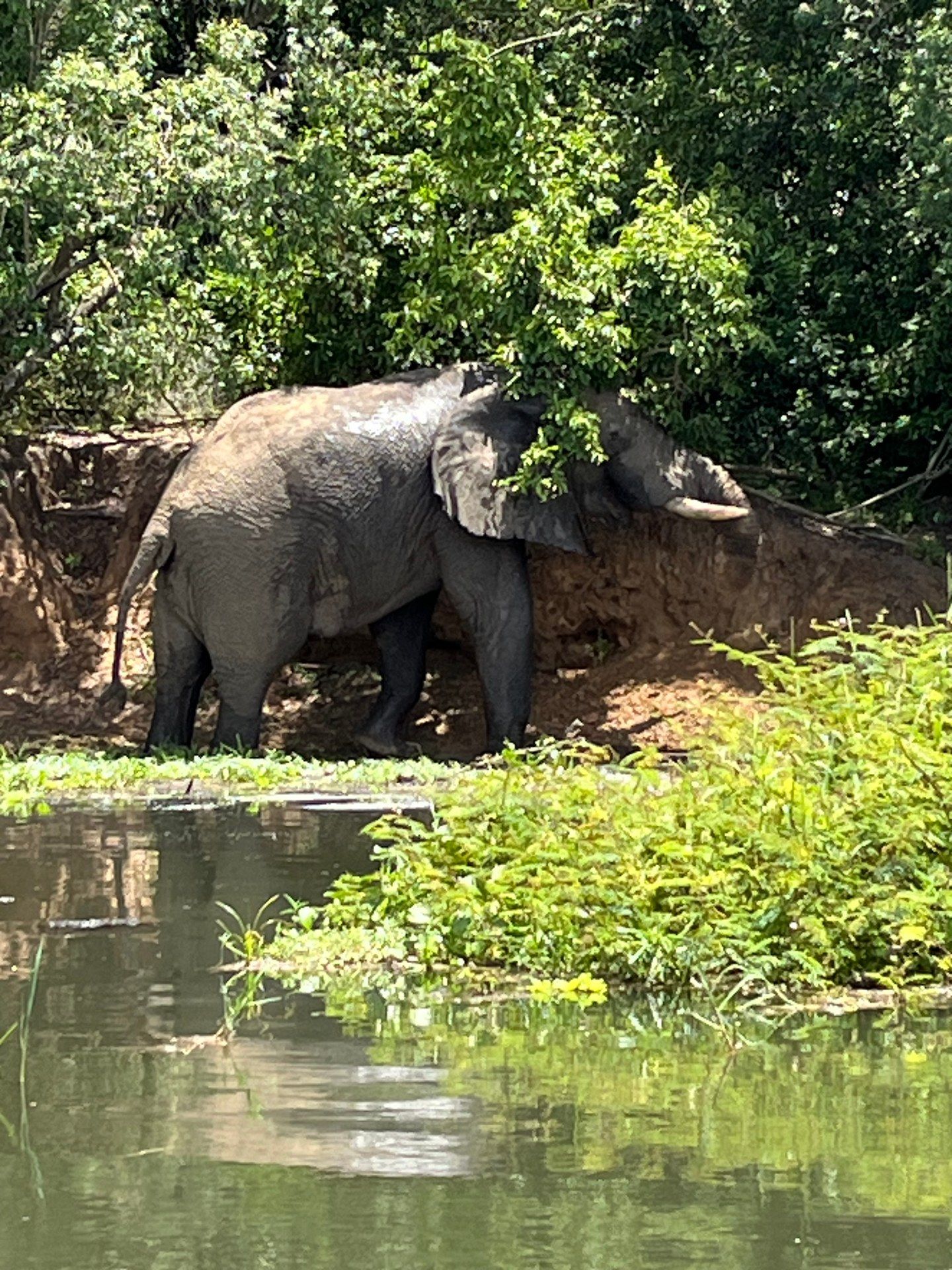 Elephant at the bank of the Victoria Nile, photographed from the boat safari, Murchison Falls National Park, October 2024