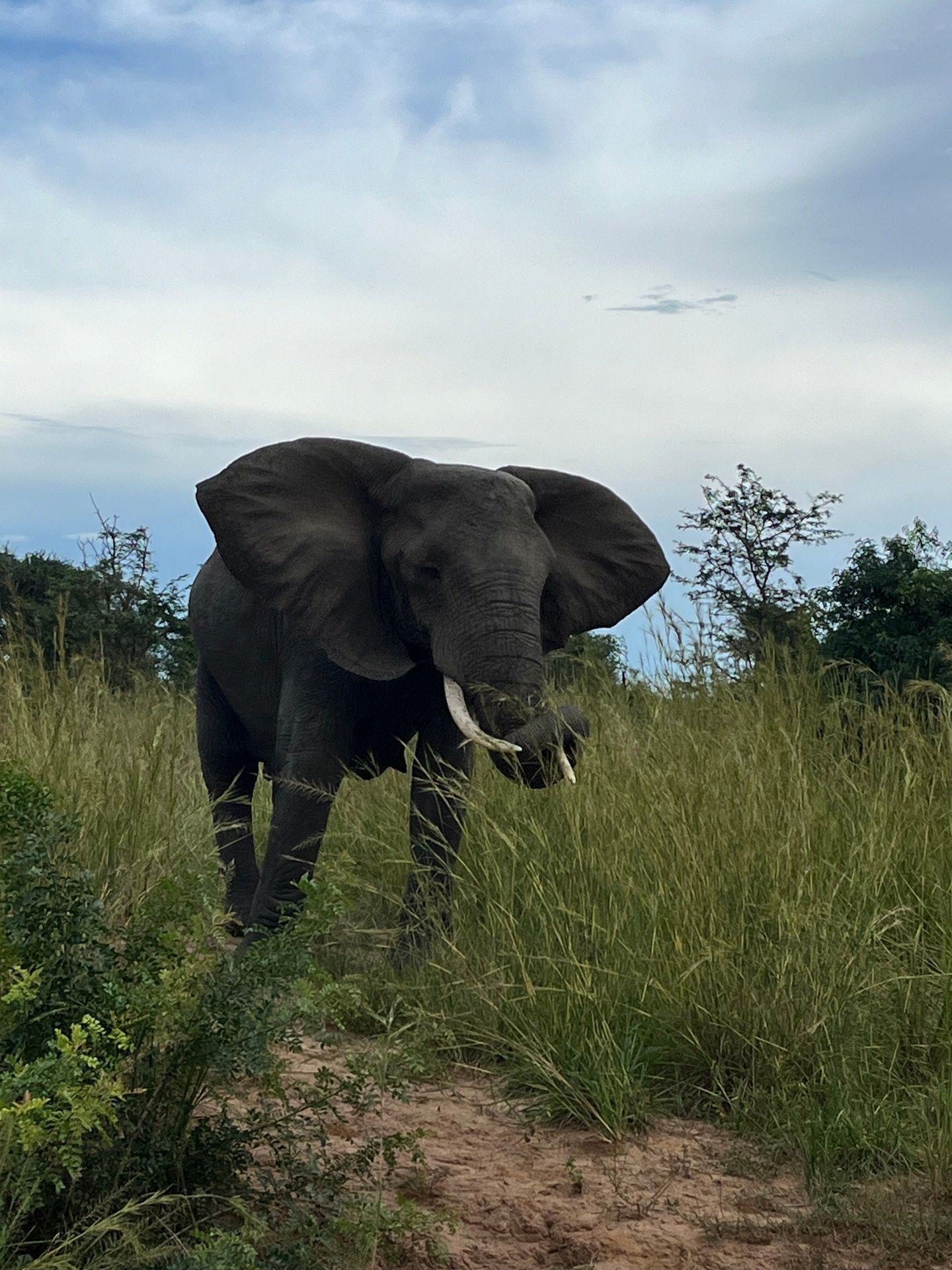 A large African elephant walks through the open savannah grassland of Murchison Falls National Park, Uganda, with ivory tusks and dark skin visible against the golden grass. Photo: Mark Suer, October 2024.