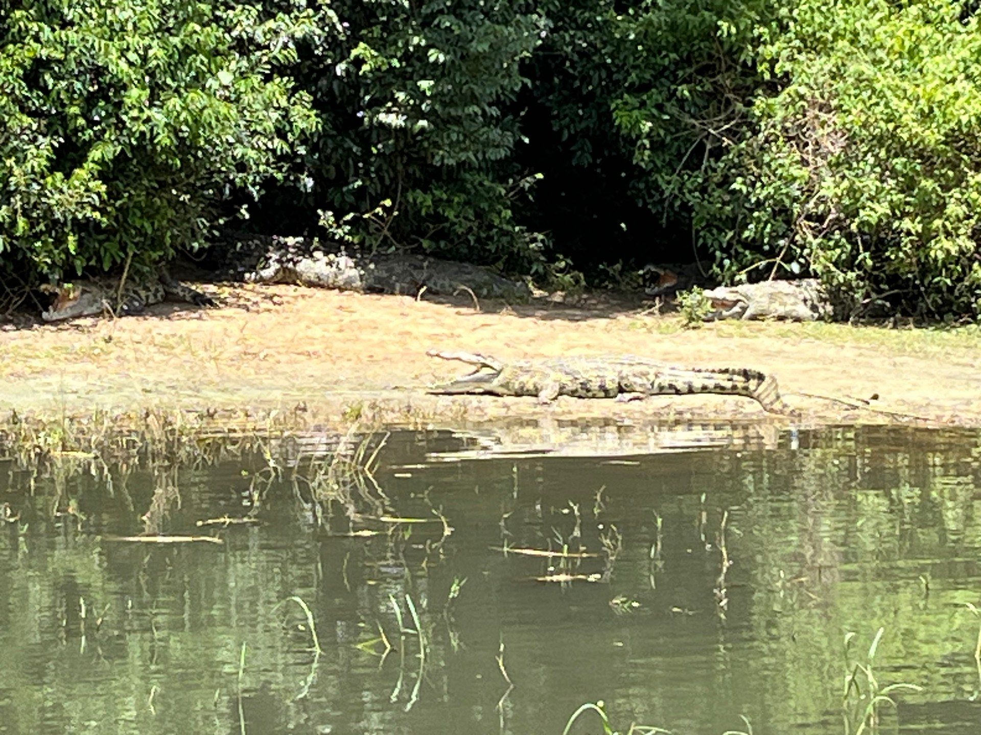 A large Nile crocodile rests on the riverbank during a boat safari in Murchison Falls National Park, Uganda — photographed from a boat on the Victoria Nile, October 2024