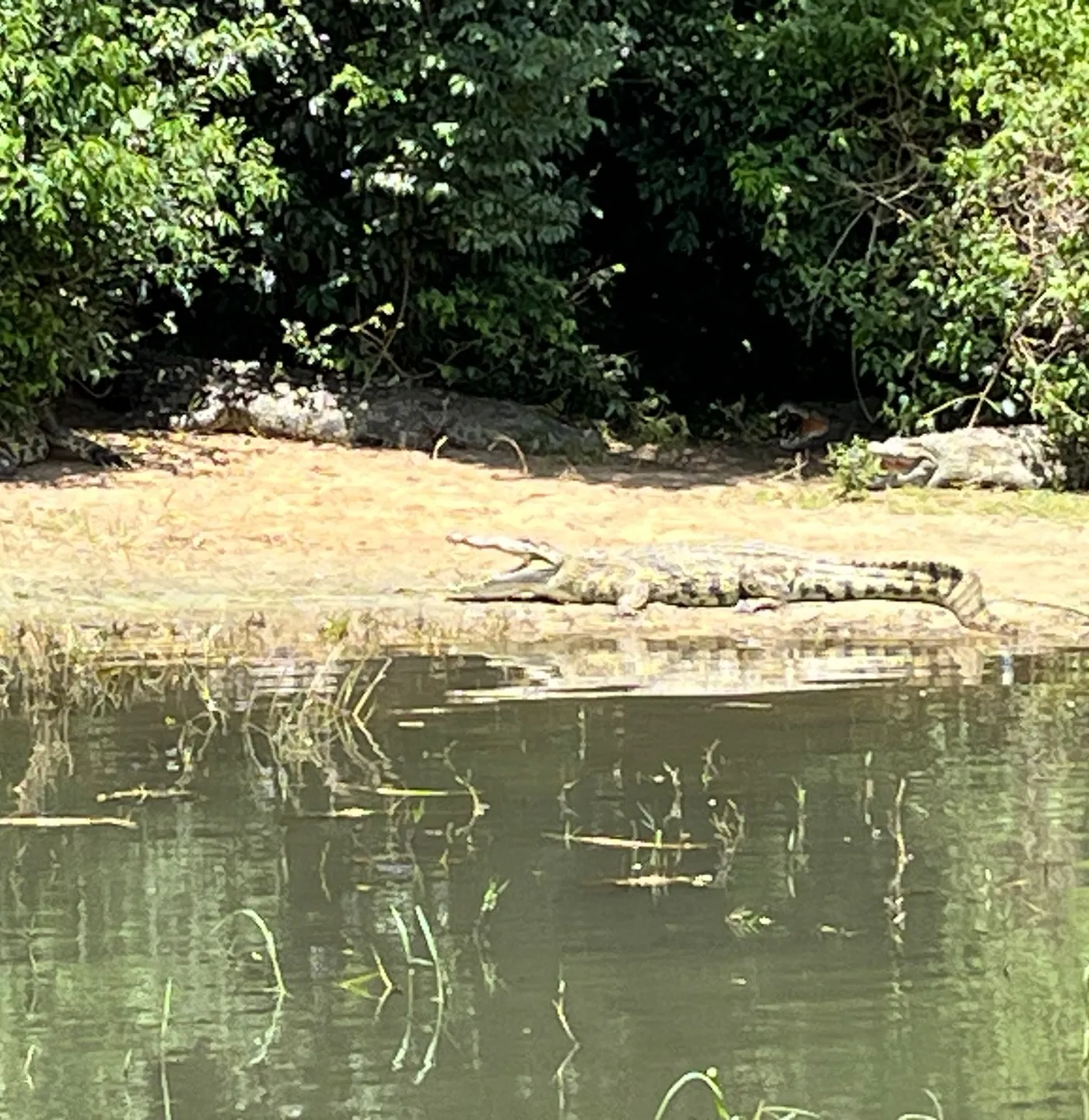 Nile crocodile resting on a sandy bank, Murchison Falls National Park — Nile boat safari, October 2024, photo by Mark Suer