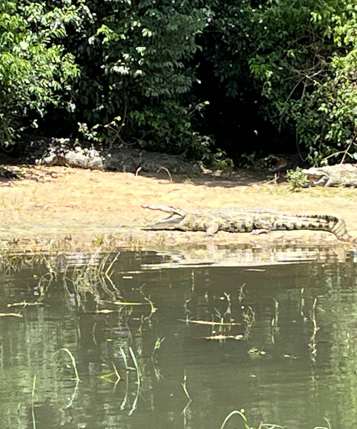 A Nile crocodile rests on the bank of the Victoria Nile during a boat safari, Murchison Falls National Park, October 2024 — GPS: 2.2771°N, 31.6698°E. Photo: Mark Suer