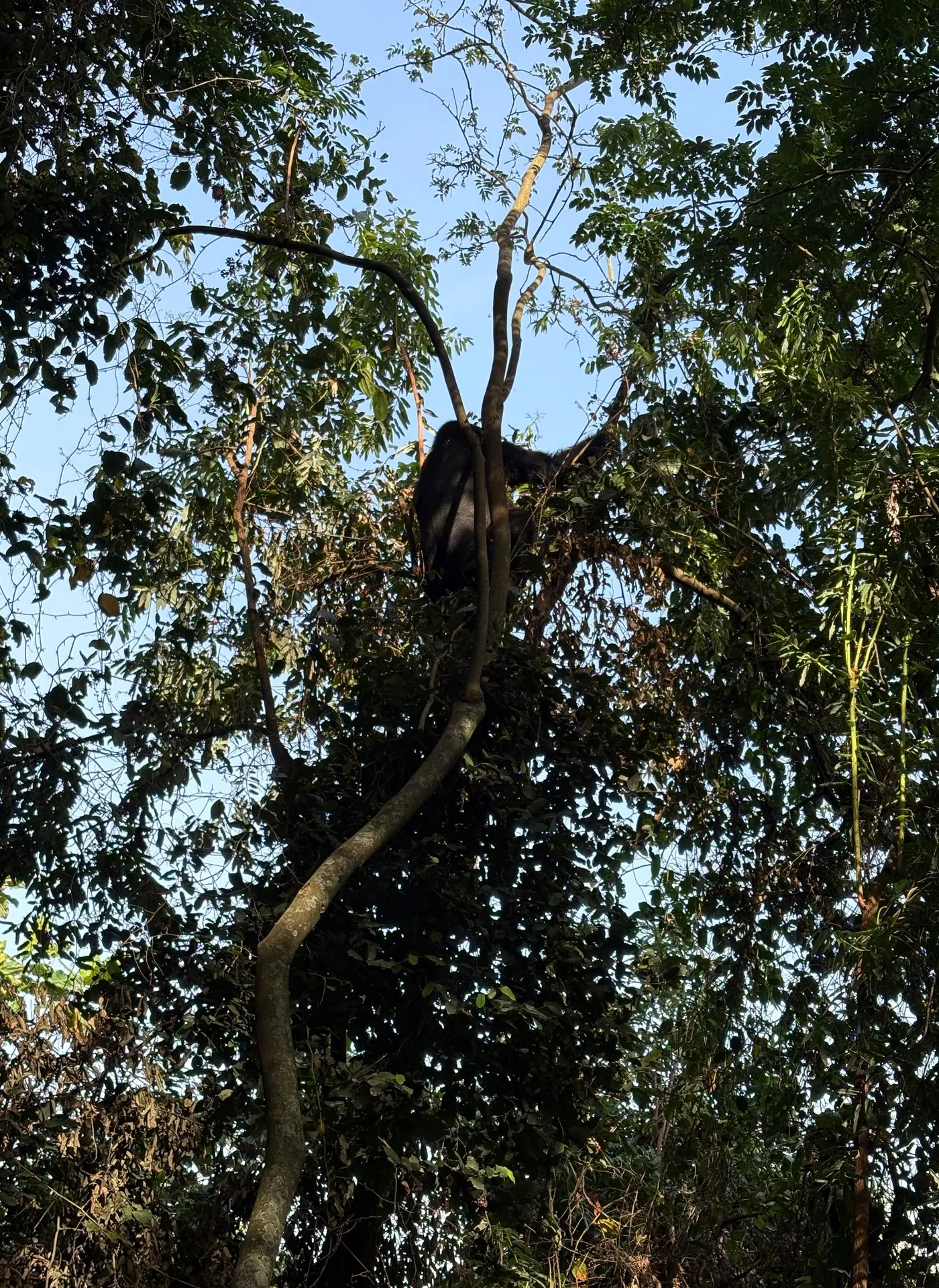 Mountain gorilla feeding on leaves in the tree canopy of Bwindi Impenetrable National Park. Photo: Mark Suer, January 2026